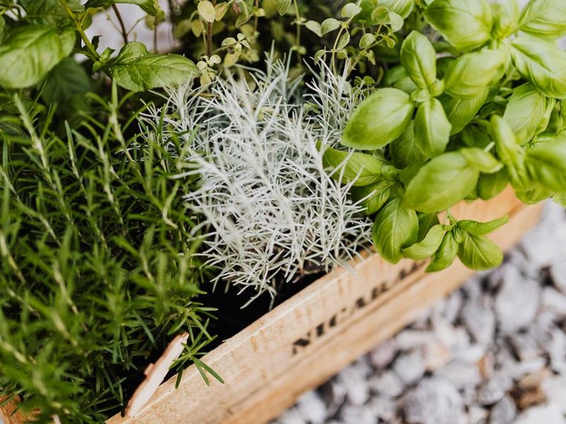 Aromáticas en macetas de barro