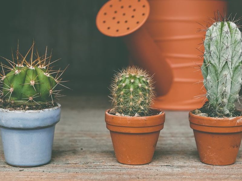 Cactus chicos en macetas