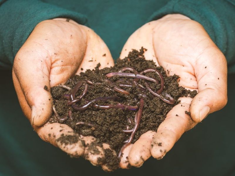 Manos con tierra negra y compost