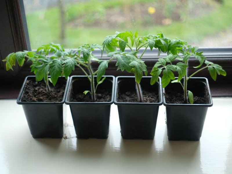 Plantines de tomate y verduras en macetas